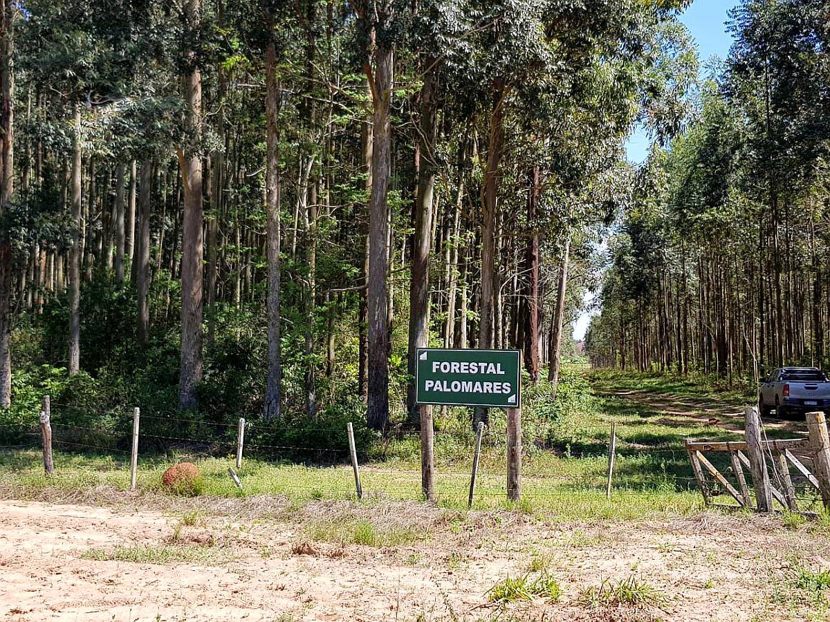 Loreto, San Miguel, Corrientes - 1.072 Ha