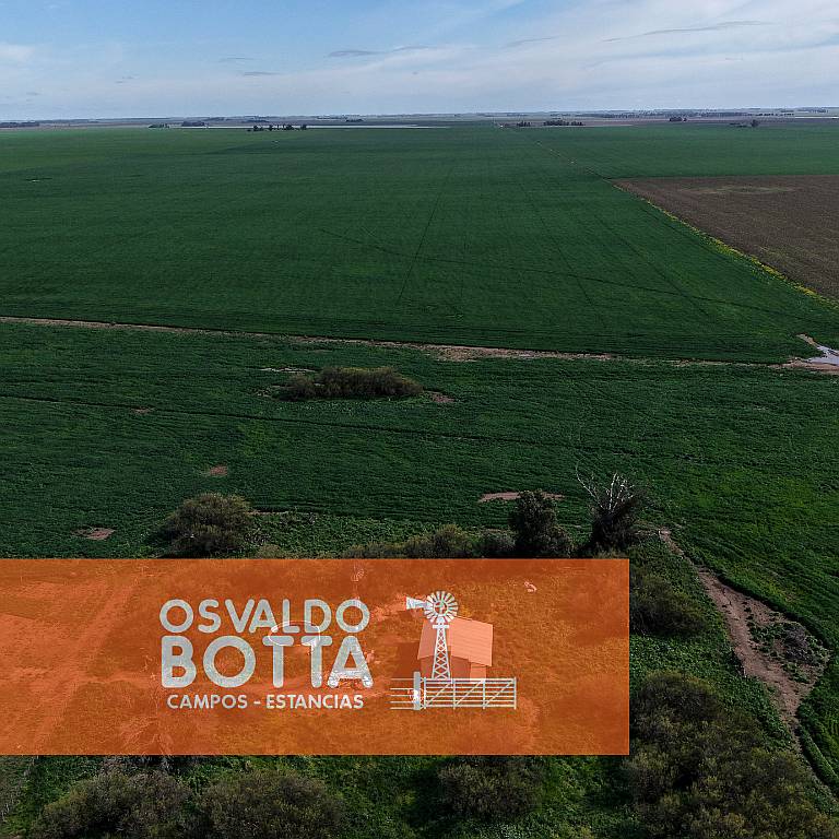 Campo Mixto en Venta, 800has en Coronel Dorrego, BS AS