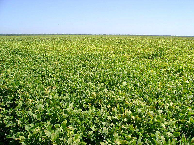 Agrícola Campo en Siembra Directa Excelente Zona de Chaco