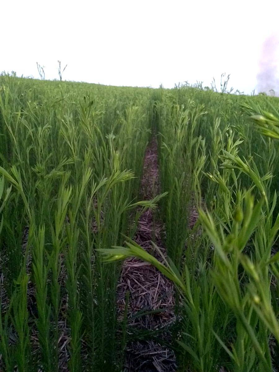 Bovril y Colonia Avigdor Entre Rios Campo Agricola