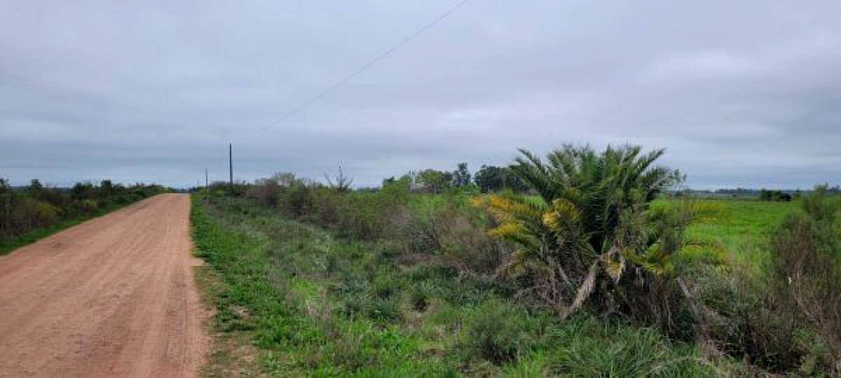 2 HA. en Cnia. San Juan