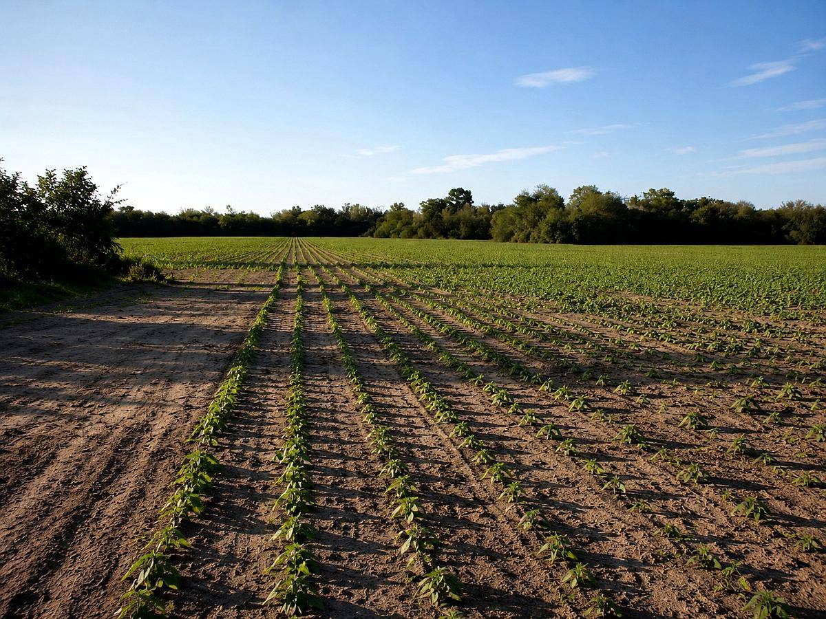 Campo Agricola - 107 Hectareas - Villa Angela