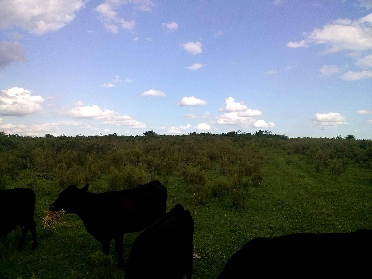 Campos Agric,ganadero, Arena, Acceso. Costa del Rio Uruguay