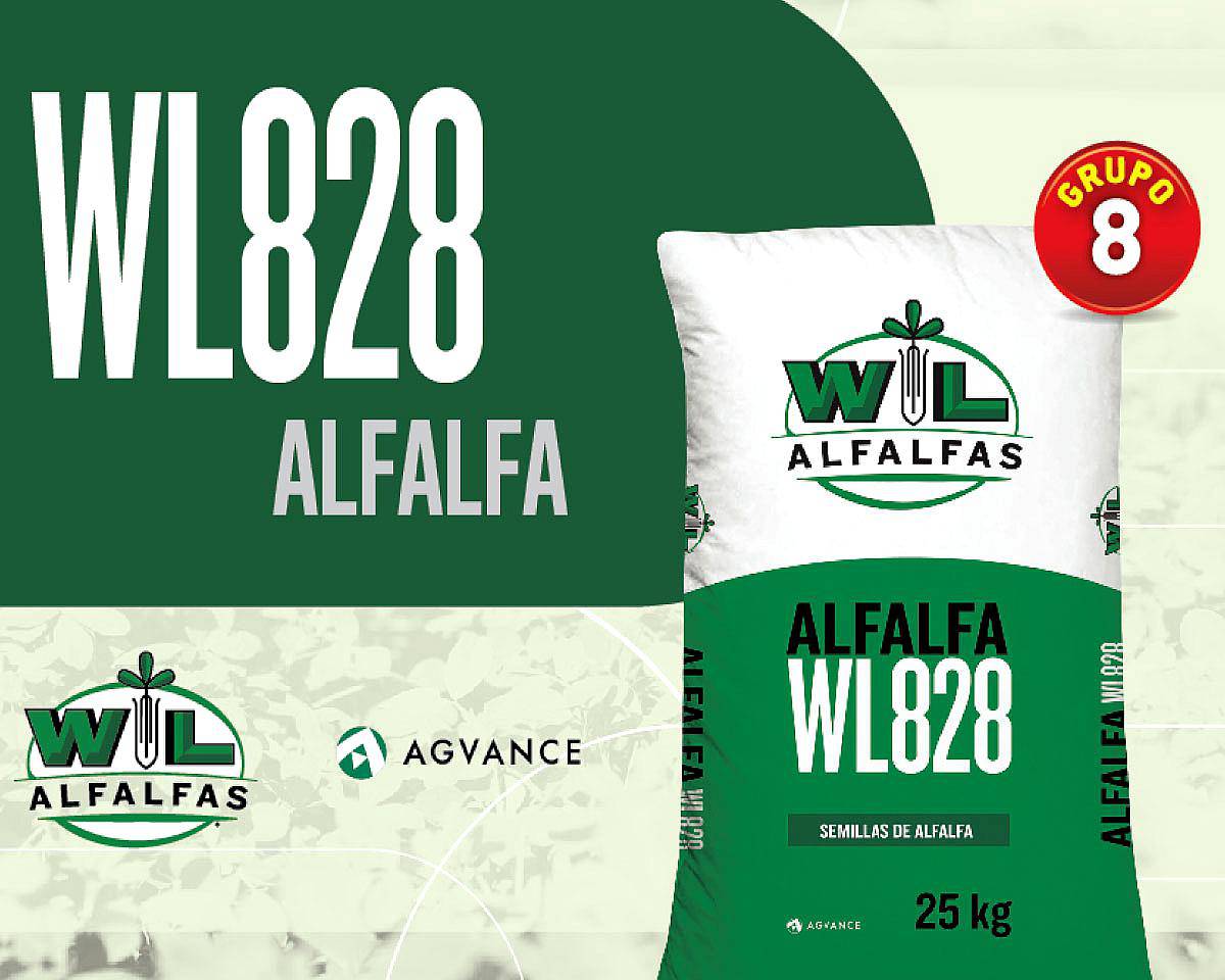 Alfalfas WL - WL 828