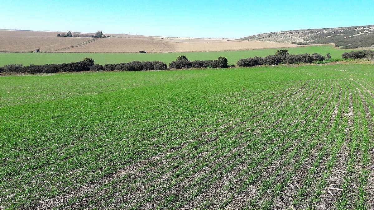 Balcarce, Buenos Aires - 118 Ha
