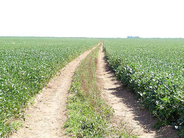 Alquilo Campo para Mani