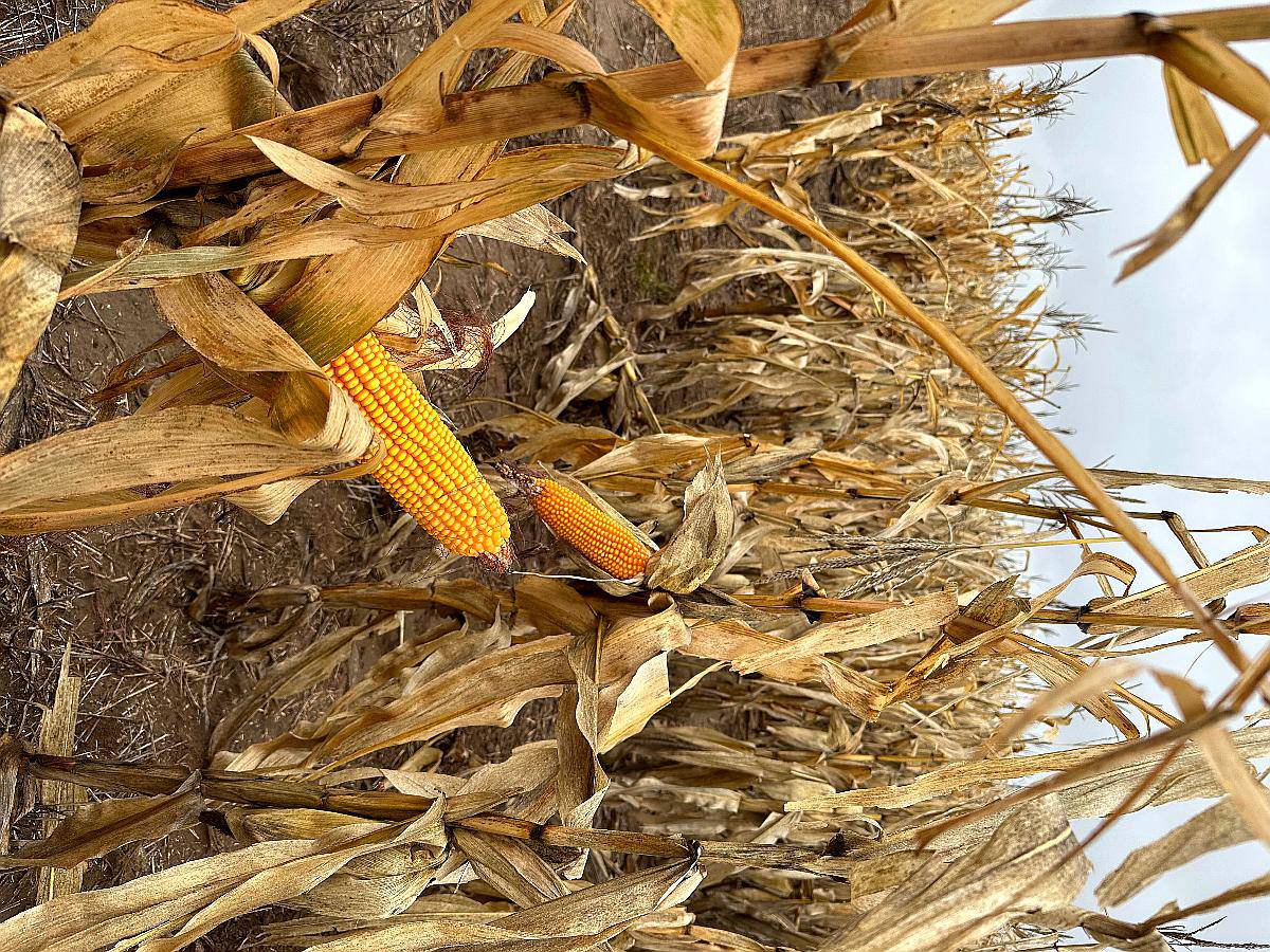 3200 Ha en Anguil