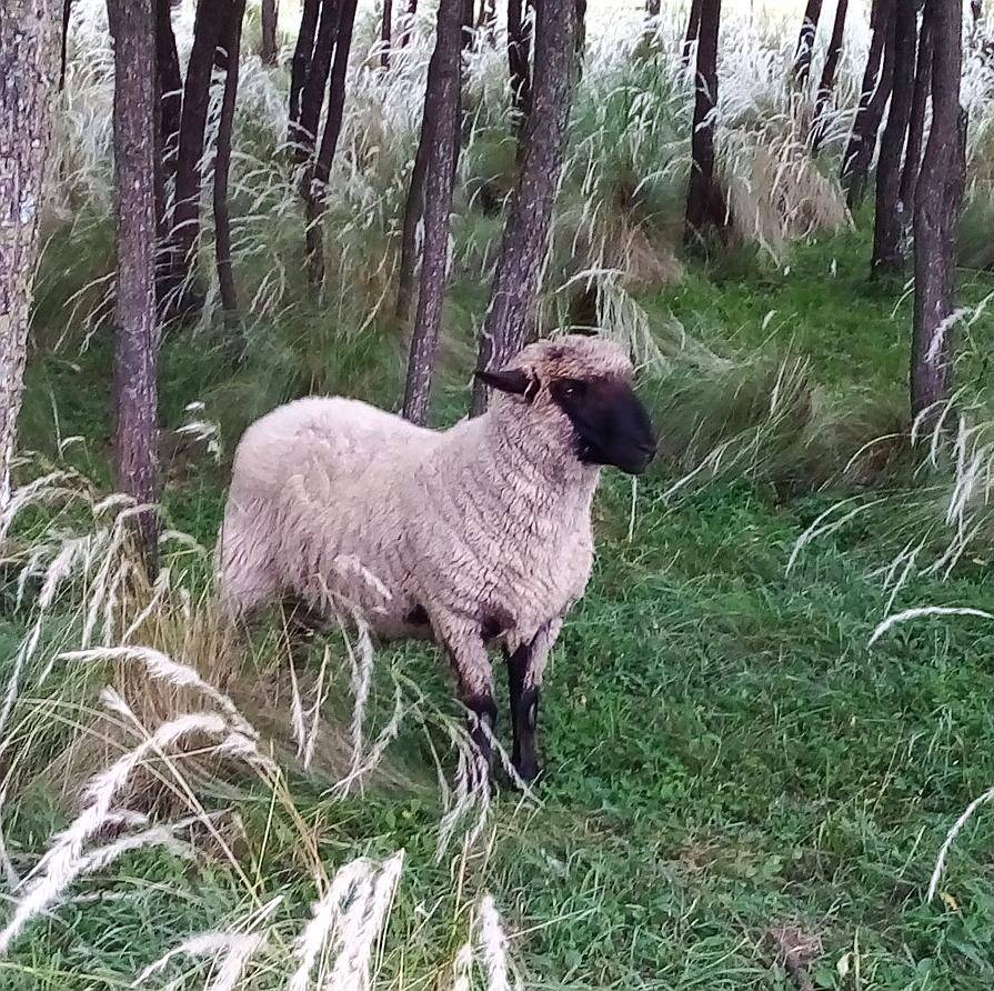 Carnero Corderos Borregos Cara Negra