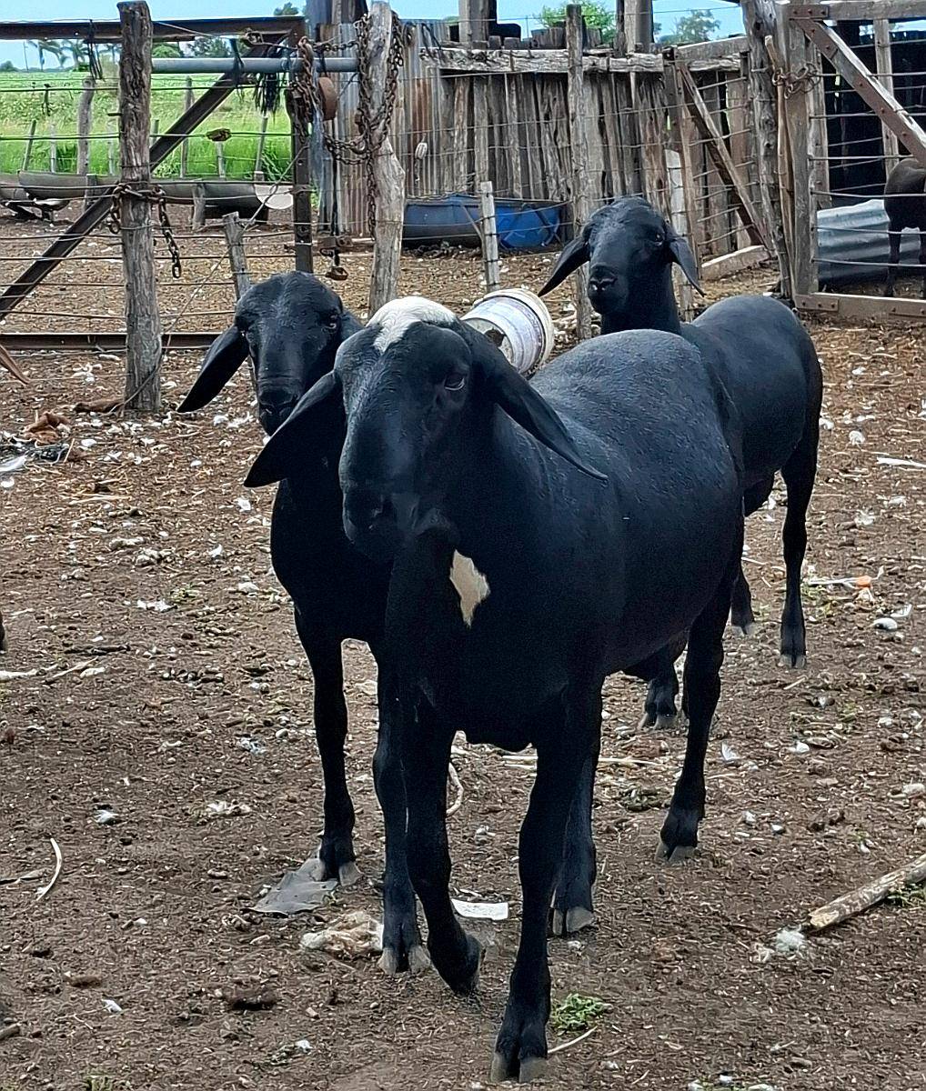 Carneros PPC Raza Santa Ines, Disponibles