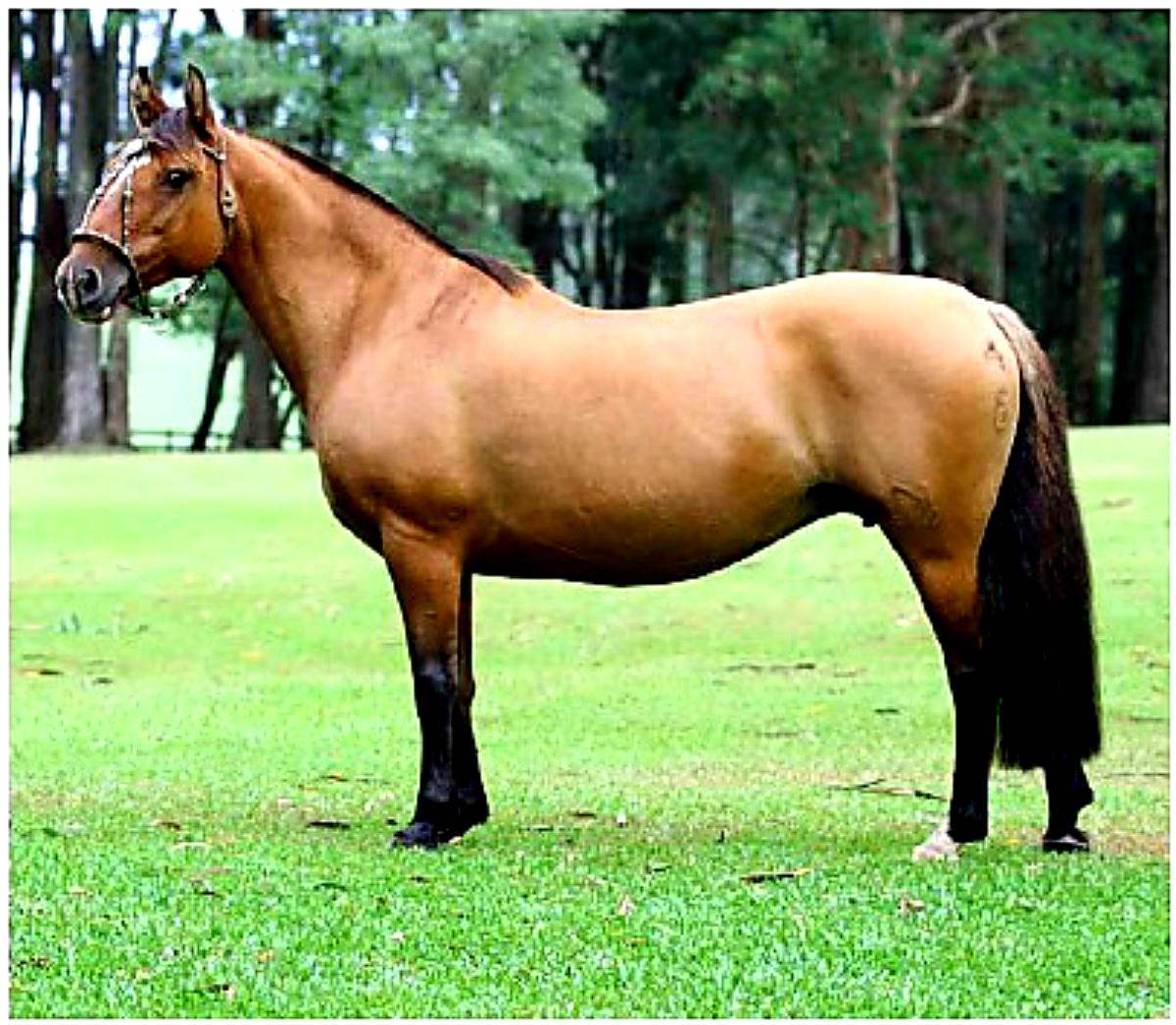 Criollos Puros de Pedigree, Cabaña: San Francisco de Asis.