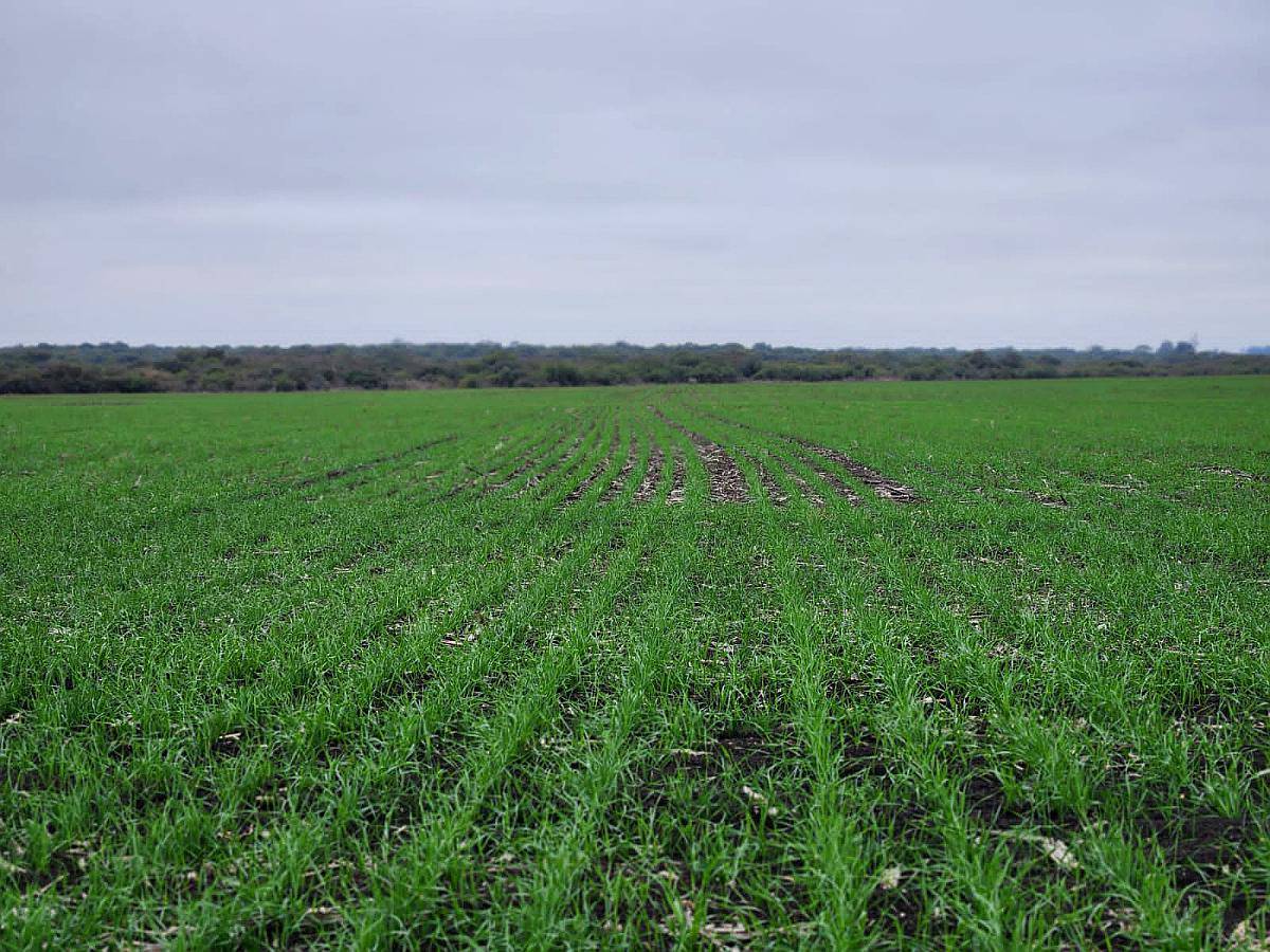 Campo Mixto Dpto. la PAZ - u$s 3.000 / ha - Agroads