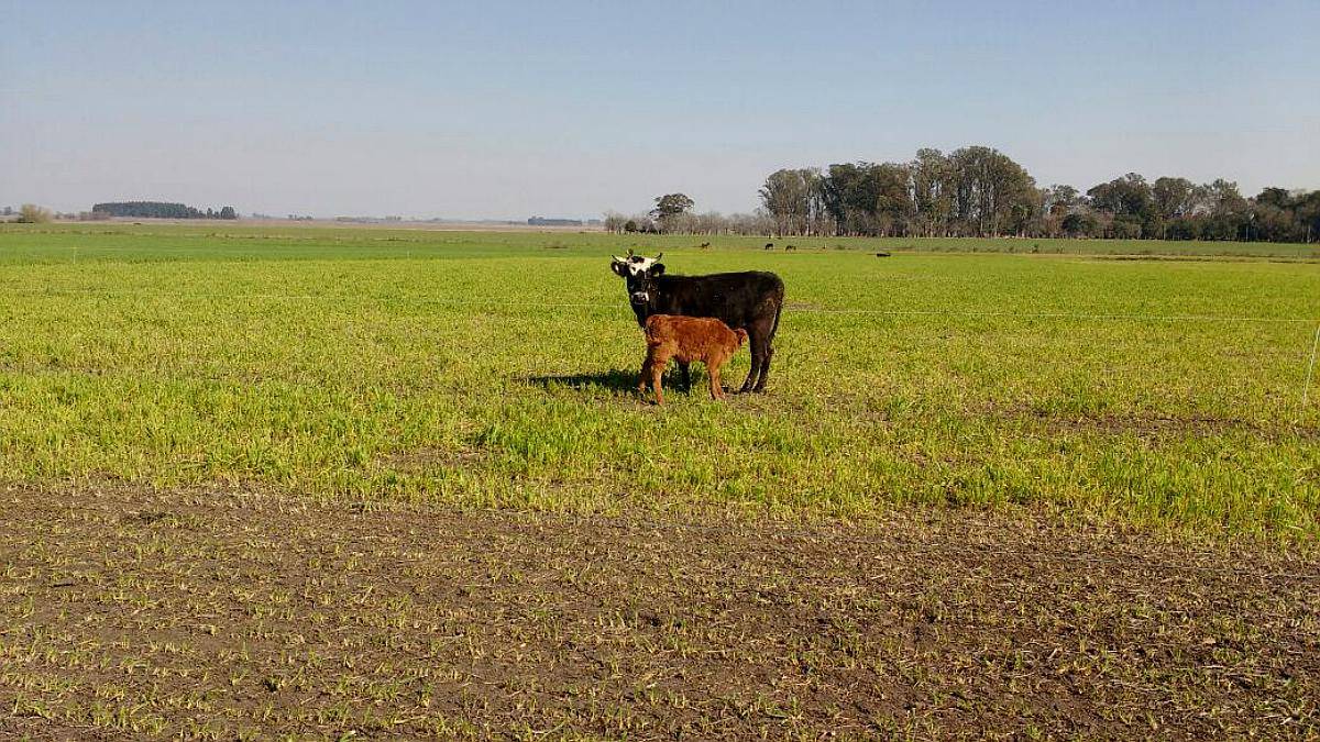 En Venta 150 Hectareas Campo Agricola