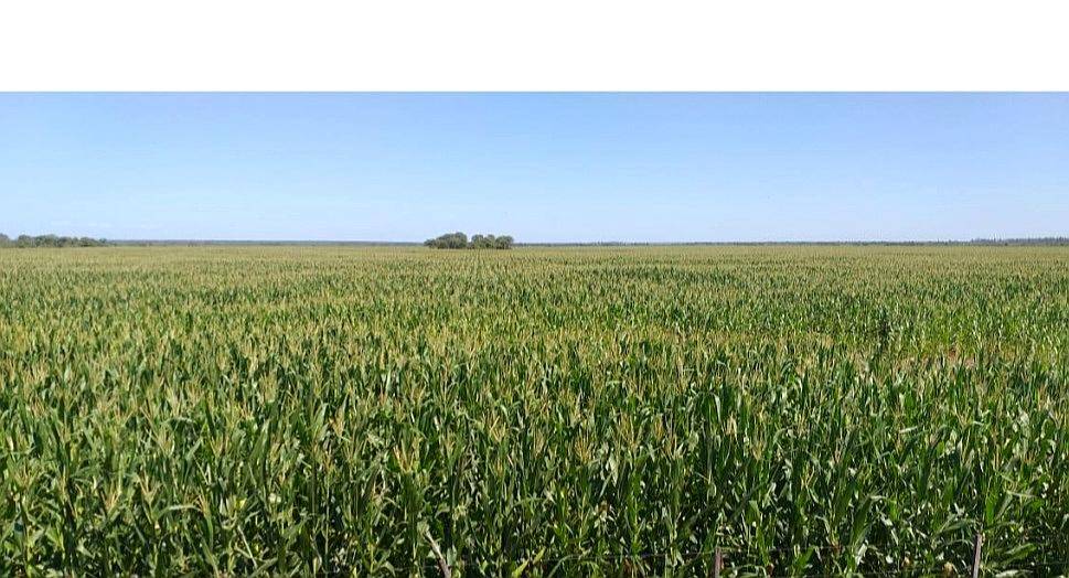 Vendo Campo Obispo Trejo