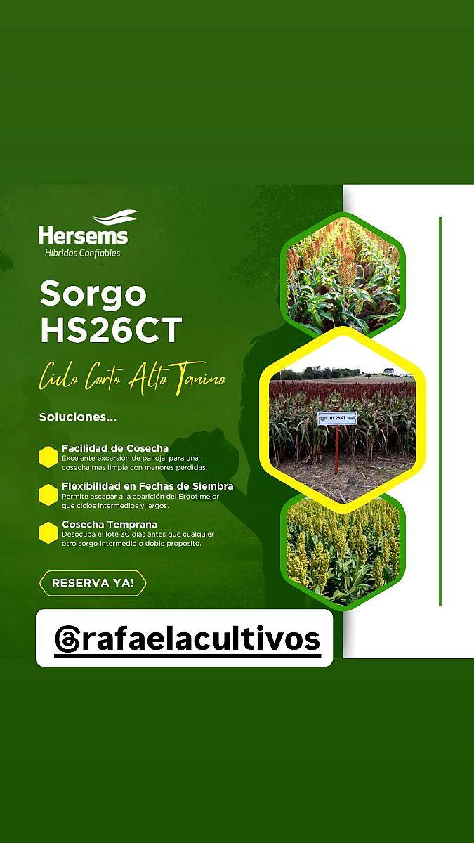 Sorgo Granifero Hersems Hs 26