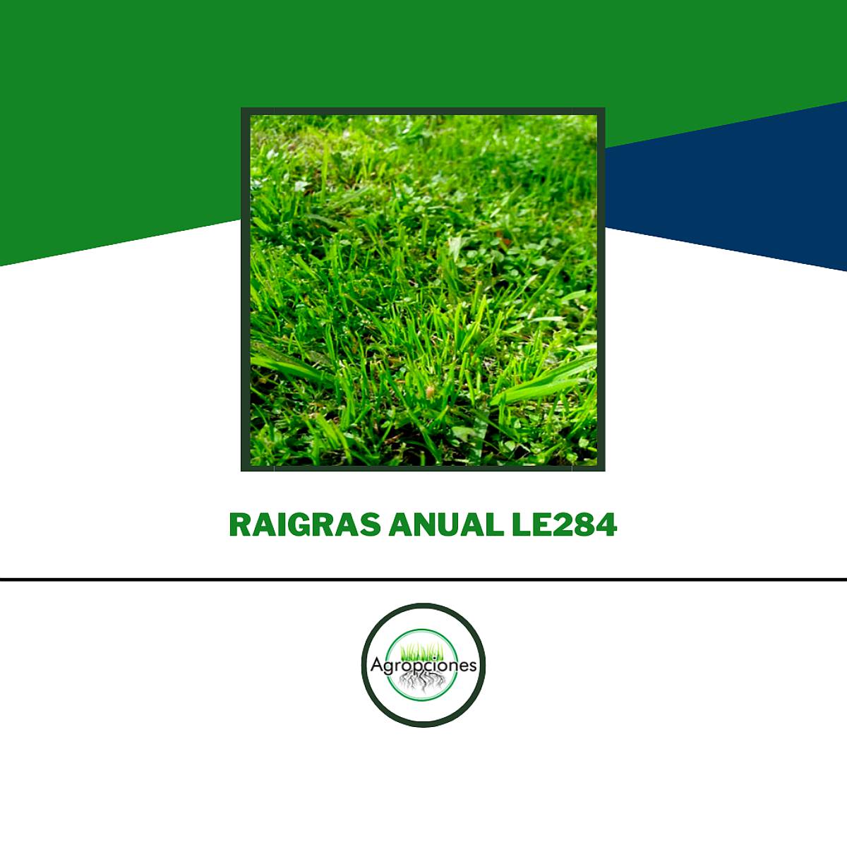 Semilla de Raigrass Anual LE 284