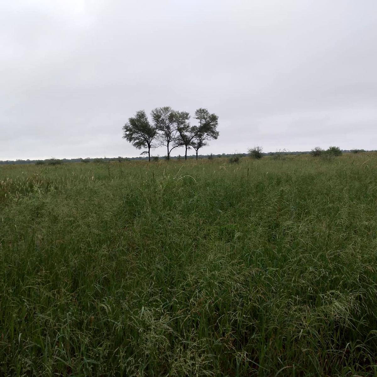 Vendo 1300 Ha en Suncho Corral