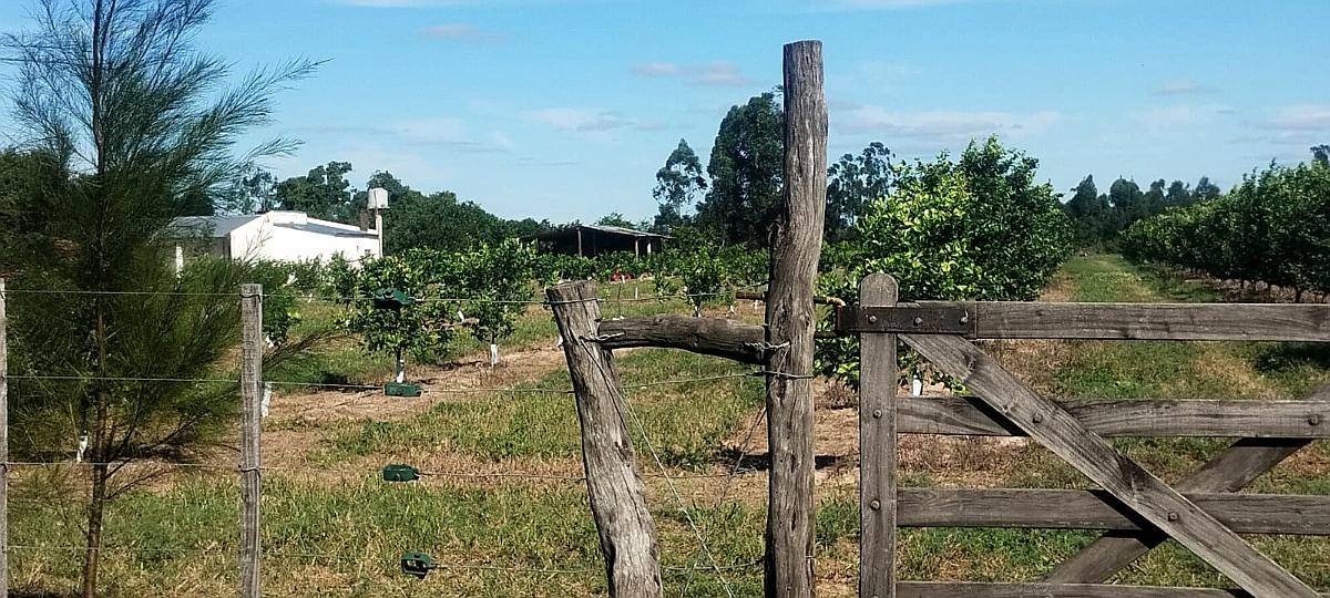 Campo y Casa en Venta, y Plantación de Limones. Bella Vista
