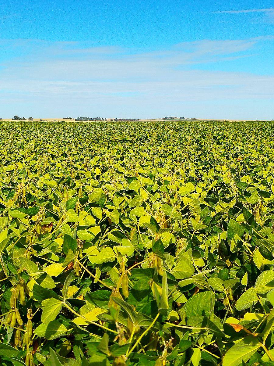Azul Rural Ofrezco 120 Hectáreas en Azul - u$s 430 / ha - Agroads