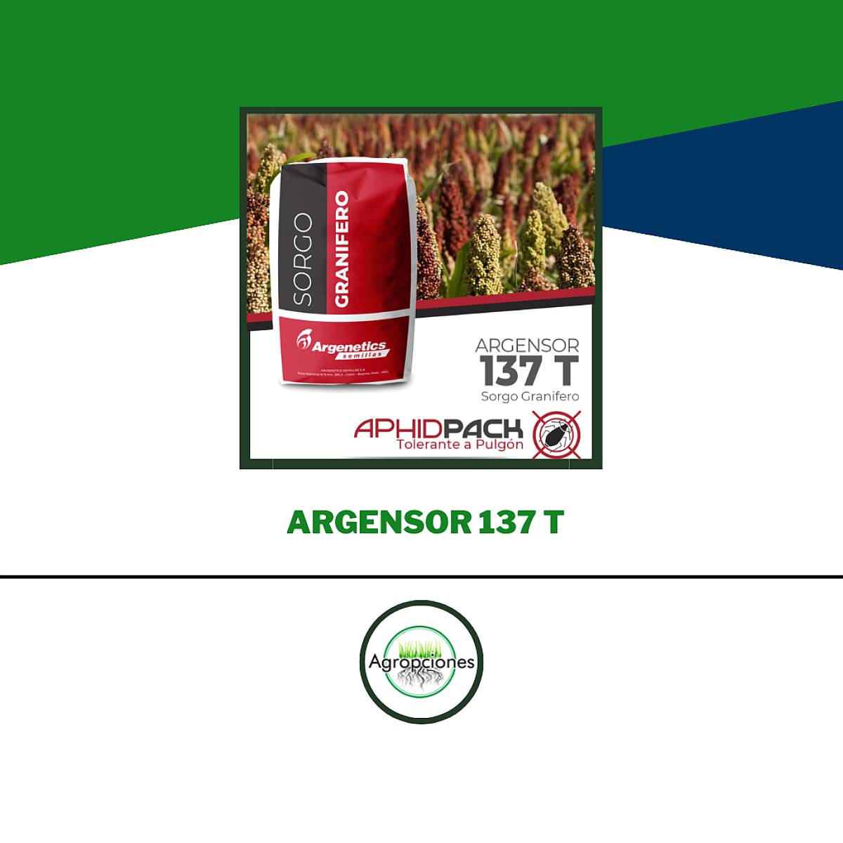 Semilla de Sorgo ARG 137 T Tolerante a Pulgon