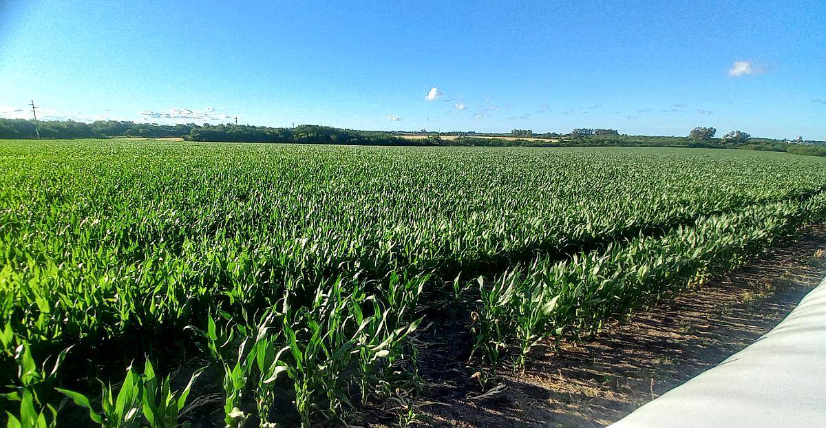 Campo Agricola de 120 Hectáreas