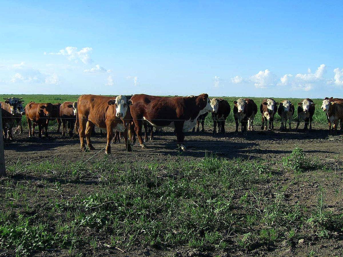 Victoria , Entre Rios - 10000ha