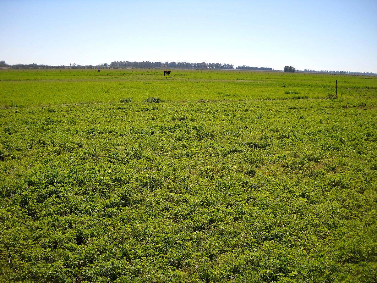 436 Has. en Venta - Santa Lucia, San Pedro - Buenos Aires.