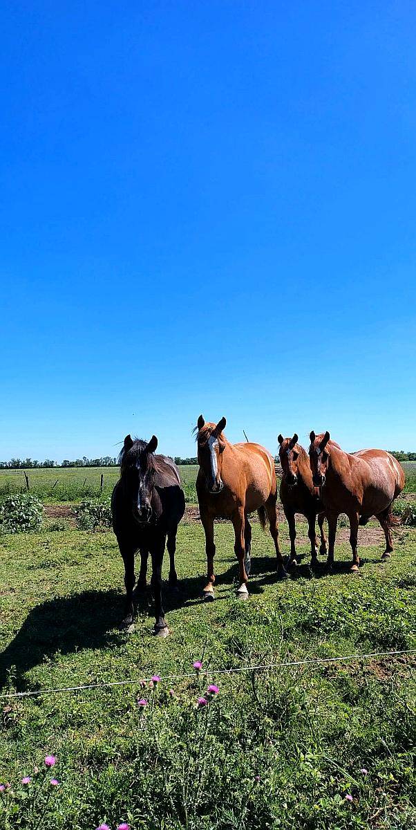 2 Petisos y 2 Petisas