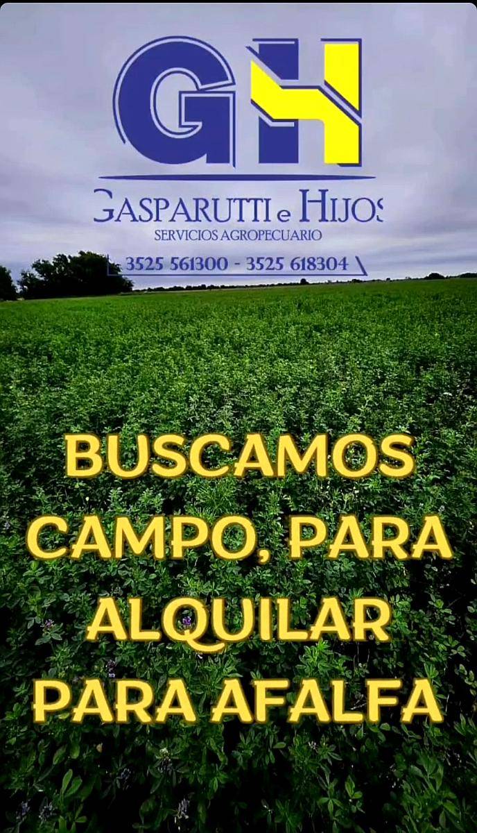 Buscamos Campo para Alfalfa