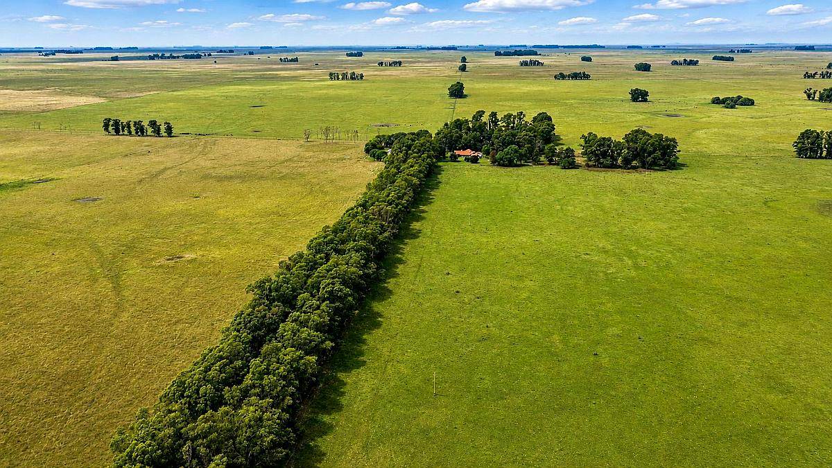 Martin Colman, Rauch, Buenos Aires - 550 Ha