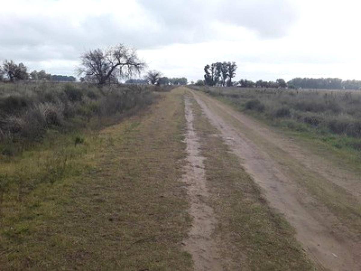 Campo en las Flores