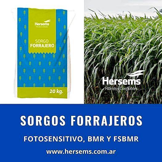 Sorgo Forrajero Hs Mursi