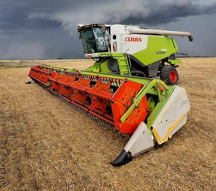 Cosechadora Claas Lexion 75o con Orugas