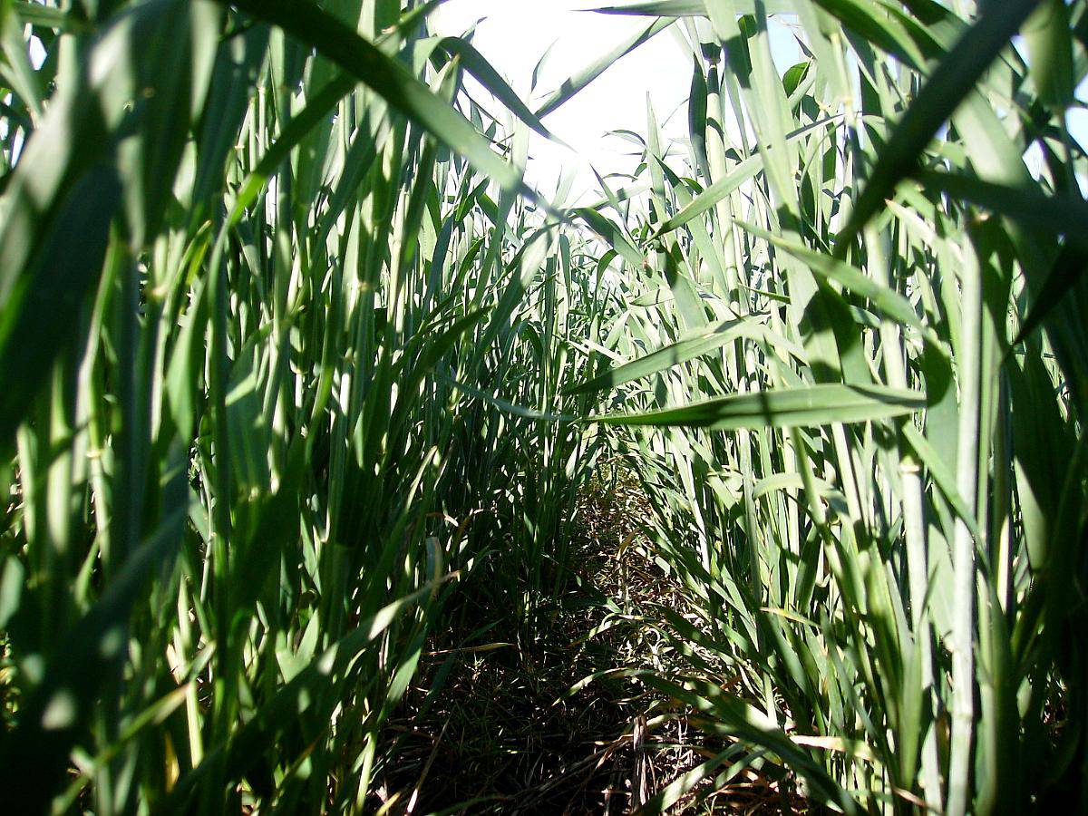 900ha Estancia la Perfección .agrícola. 7 Quintales de Renta