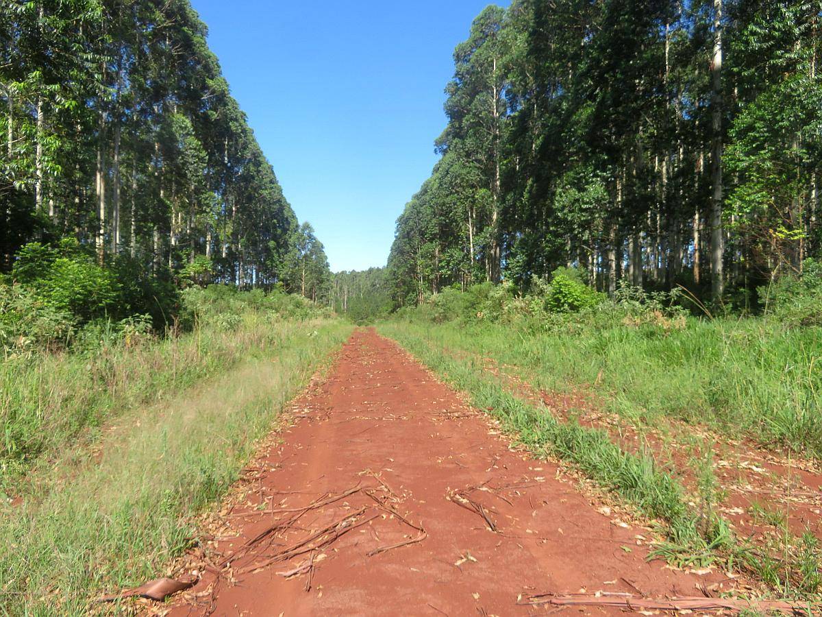 Fideicomiso Forestal - Corrientes