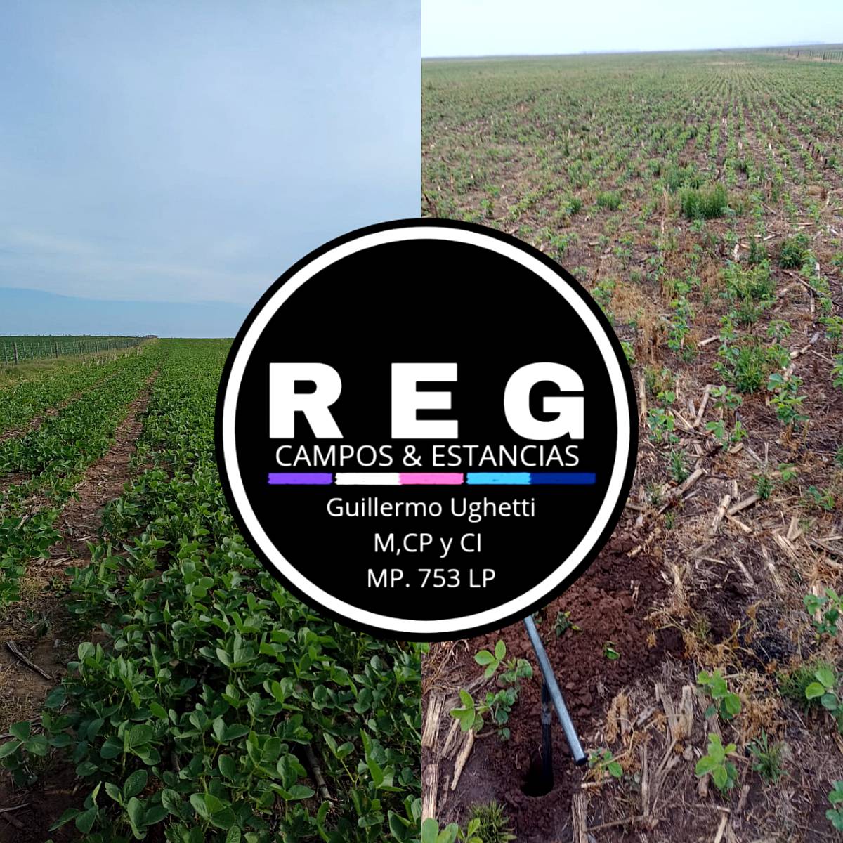 4100 Hectareas en General Villegas