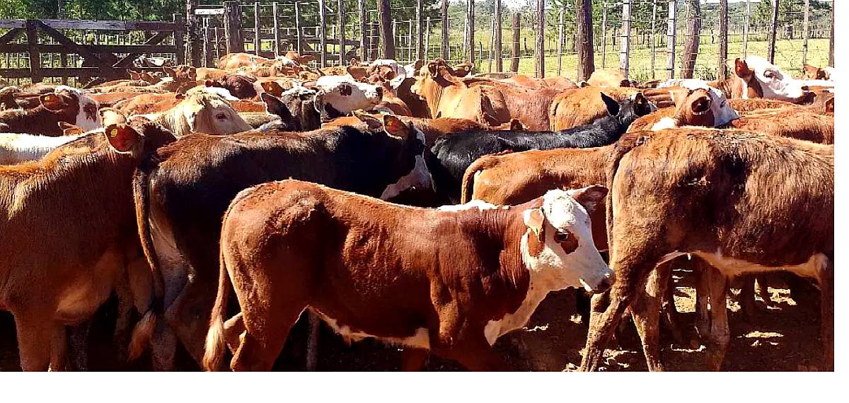 Se Vende Terneros Machos y Hembras de 100/200 KG.