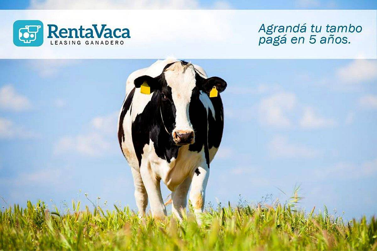 Vaquillonas Holando Alquiler-venta en 60 Cuotas