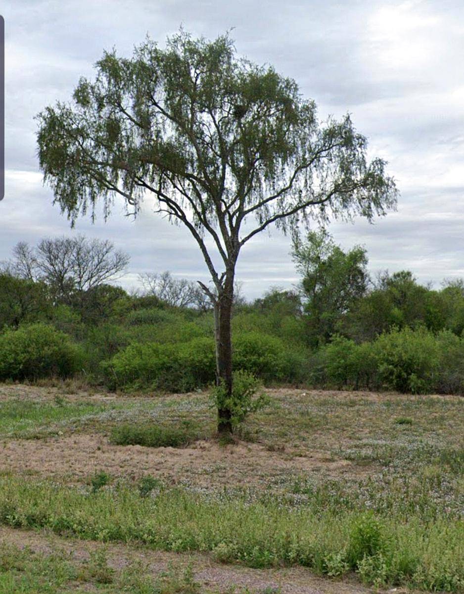Remato Campo en Santiago