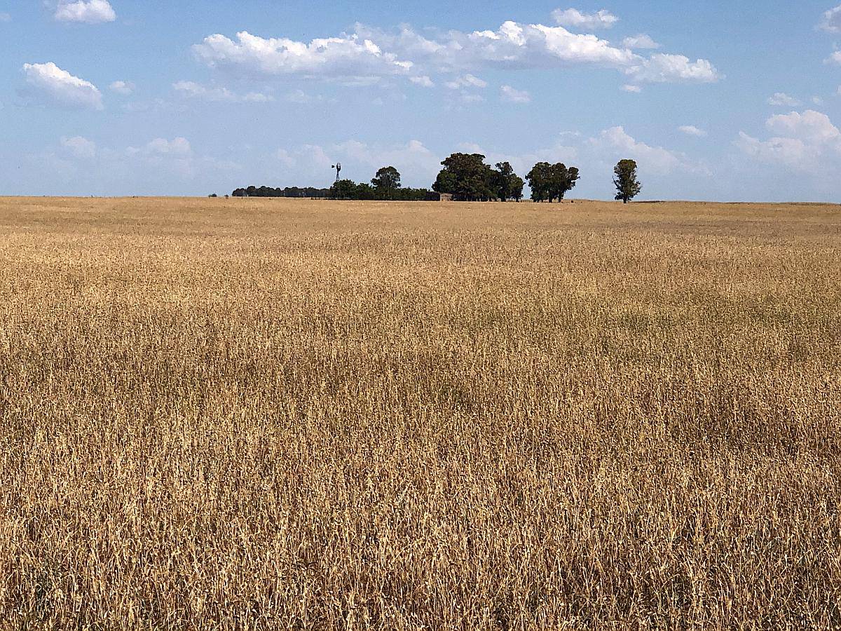 412 Has. Tornquist - Todo Arable