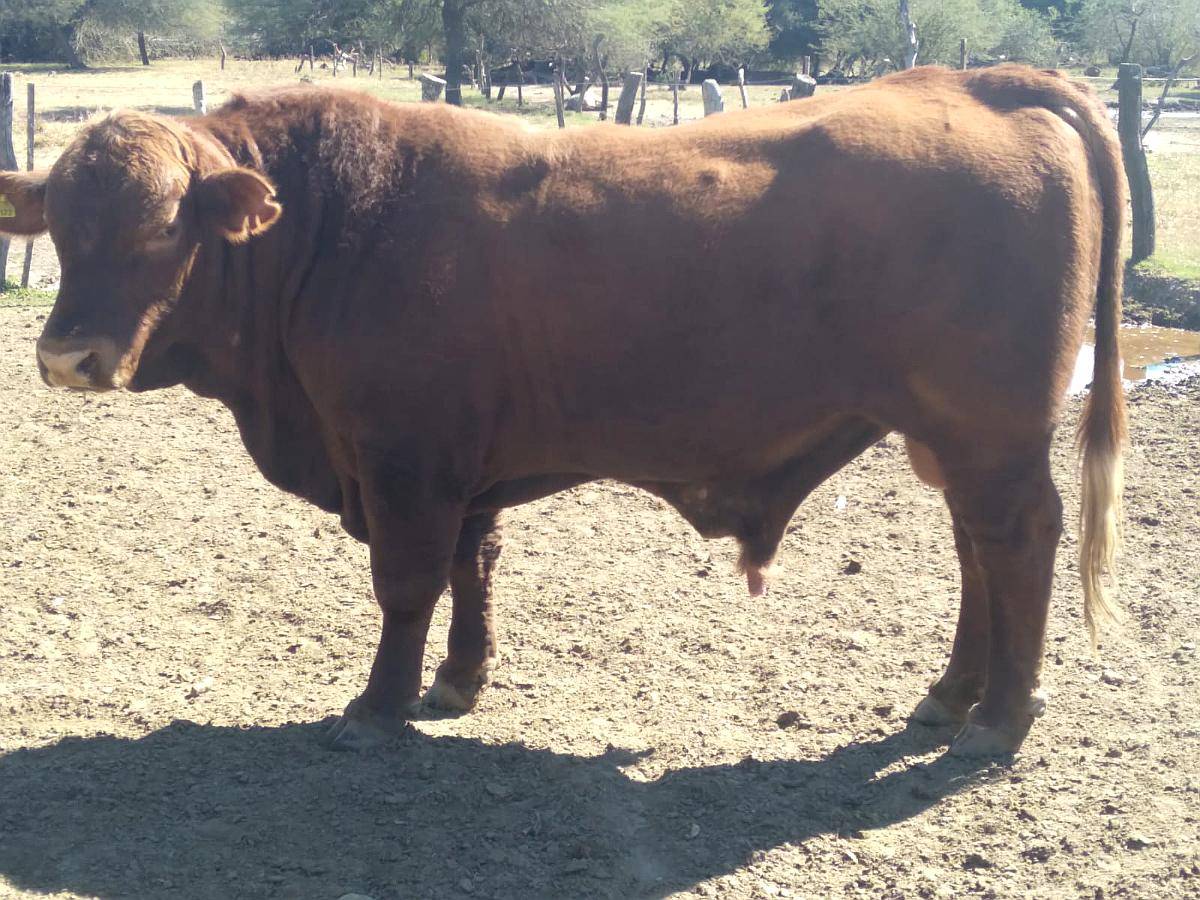 Toros Brangus Colorados-san Javier-santa FE