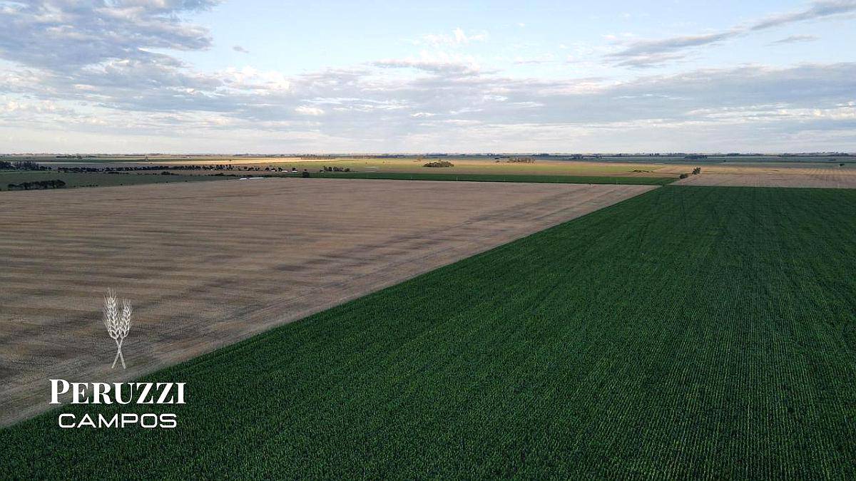 230 Ha Agricolas en los Cardos