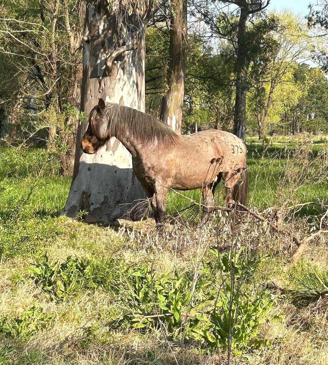 Caballo Mando de Andar
