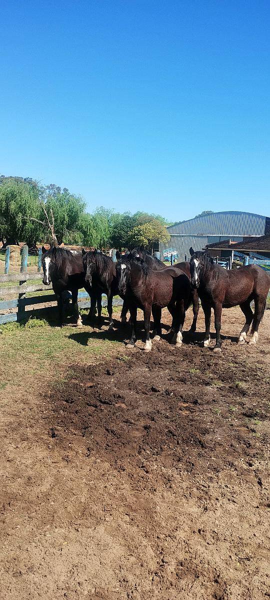 Vendo Lote de Potros