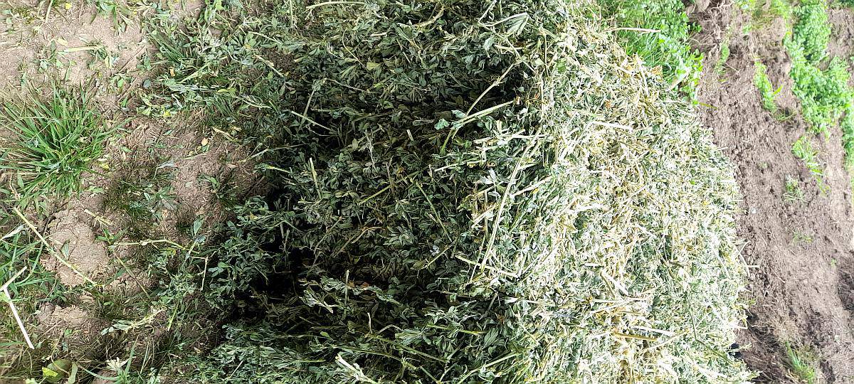 Fardos Alfalfa de 1era