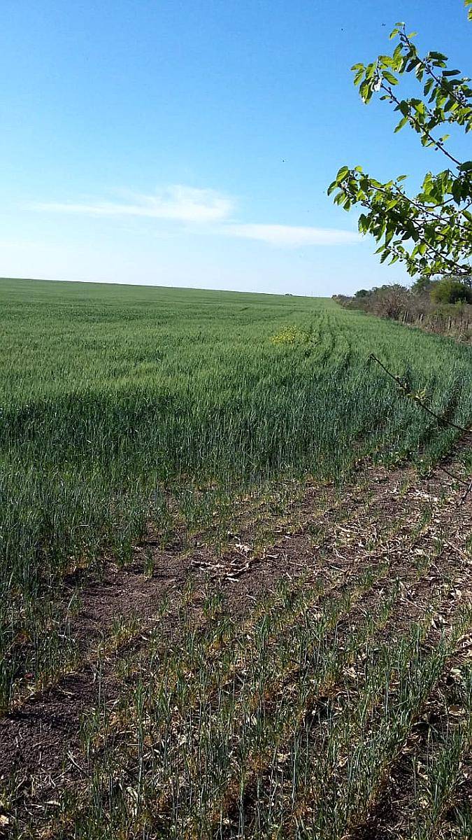 Gualeguay 5to, 6 TO y 7mo Compro Campo Mixto o Agricola