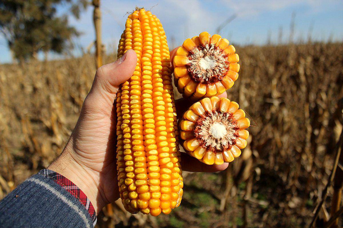 Semilla de Maiz KM4321 Full Semillero KWS Agroads