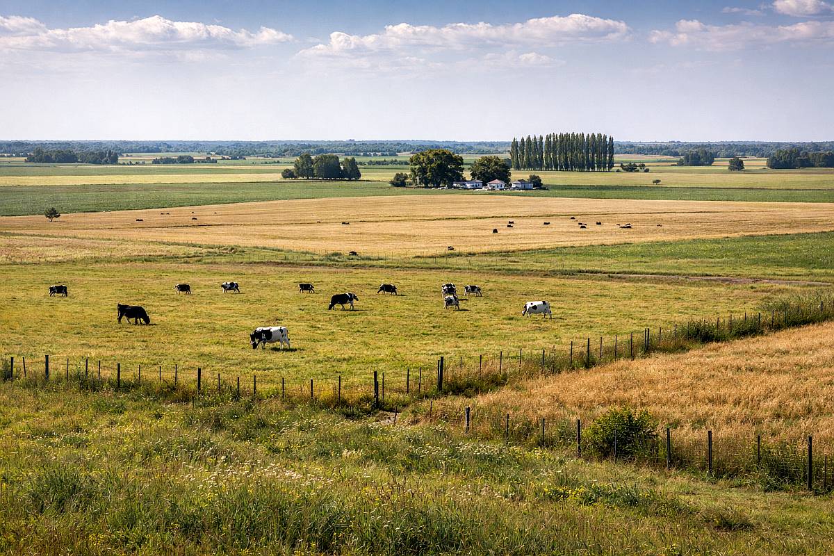 La Playosa 350has Mixtas EXC Renta 6qq a U$S 5800 REC Oferta