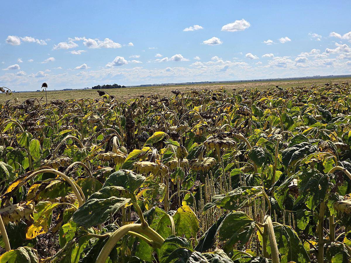 Vendo 3600 Ha Agricolas Alto Pelado