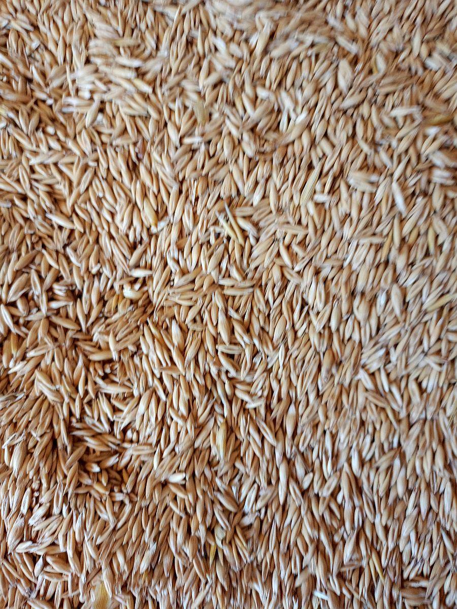 Semilla de Avena Agranale o en Bolsón