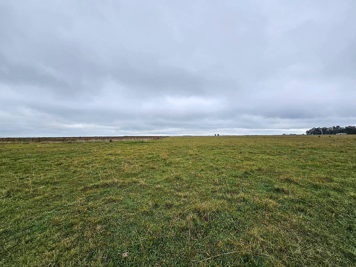 Campo Venta las Flores 180 Ha Ganadero